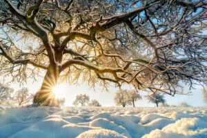 Lire la suite à propos de l’article Let’s Celebrate Winter Solstice!